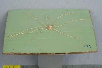 強壯蛛形蟹藏品圖，第3張